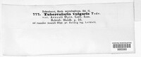 Tubercularia vulgaris image